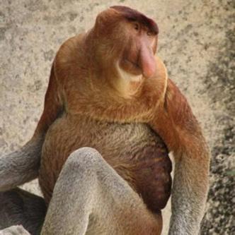 Orangutan Tour House boat 4 Days (PRIVATE) - Image 3