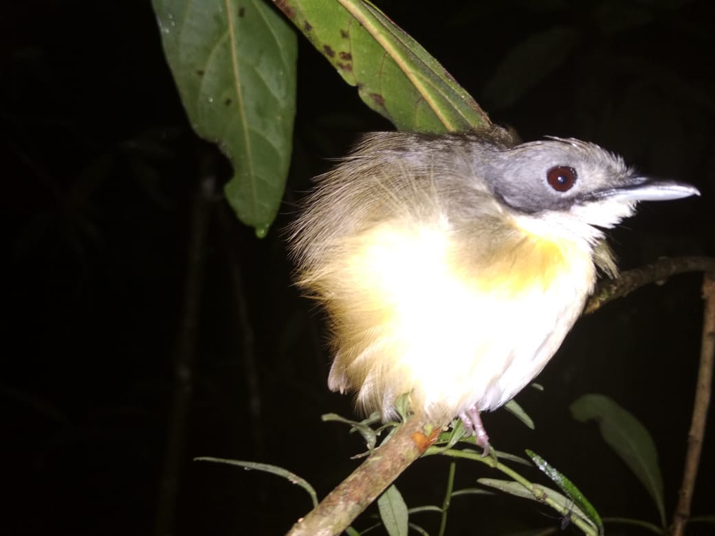 Orangutan Tour House boat 4 Days (PRIVATE) - Image 14