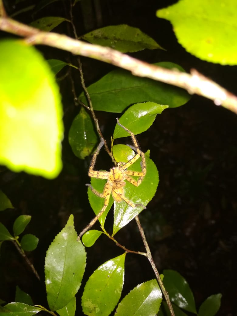 Orangutan Tour House boat 4 Days (PRIVATE) - Image 15