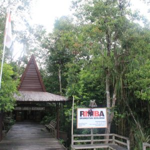 ORANGUTAN TOUR STAY AT RIMBA LODGE (PRIVATE)
